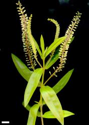 Veronica pubescens subsp. pubescens. Sprig. Scale = 10 mm.
 Image: M.J. Bayly & A.V. Kellow © Te Papa CC-BY-NC 3.0 NZ